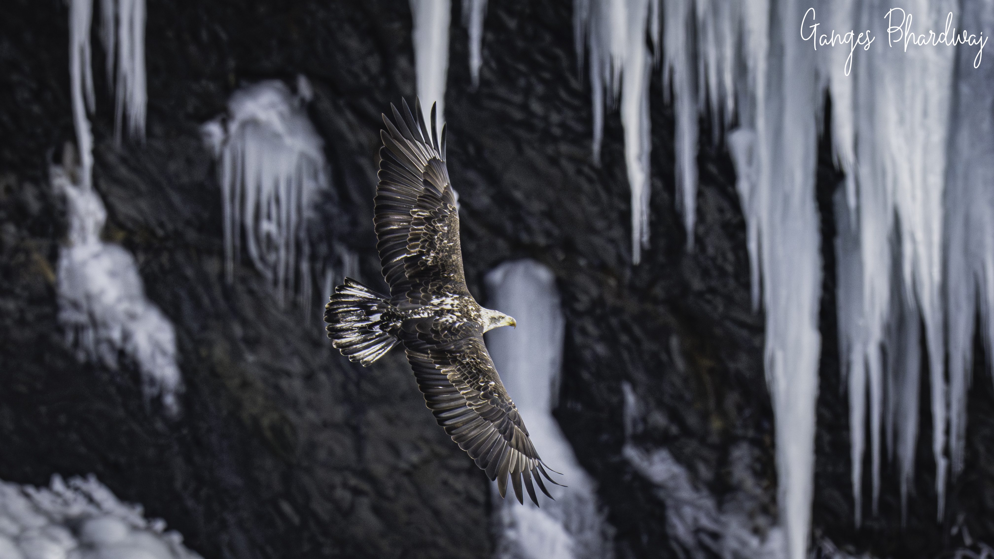 Wildlife photograph by Ganges Bhardwaj